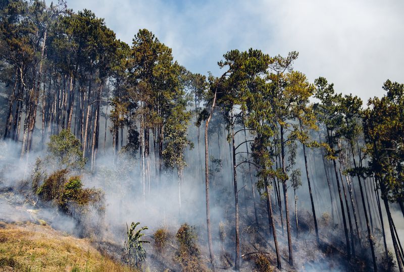 Forest fire at mountain. Smoke from a fire. Countryside forest with fire smoke from wildfire. Wildfire burns ground in forest. Smoke from Wildfire cause PM 2.5