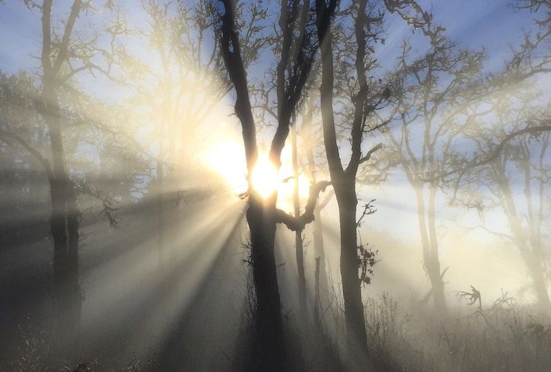 shining-tree-with-sun-rays-as-a-symbol-of-hope-2022-11-02-21-14-14-utc